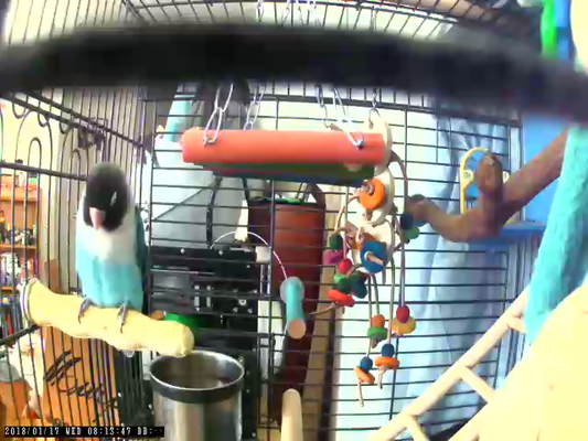 Sleepy Cage Genji