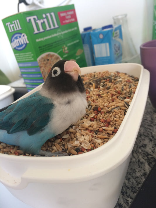 Hungry Genji