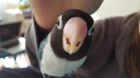 Angery Genji